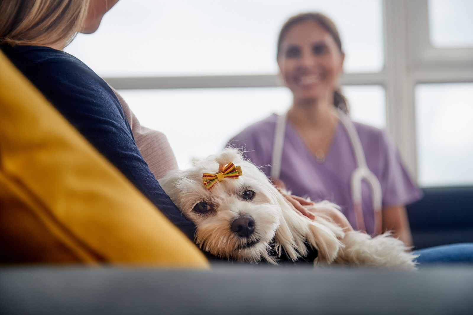 Read more about the article Sharpening Your Customer Service Tools – How to Give Your Veterinary Team the Edge