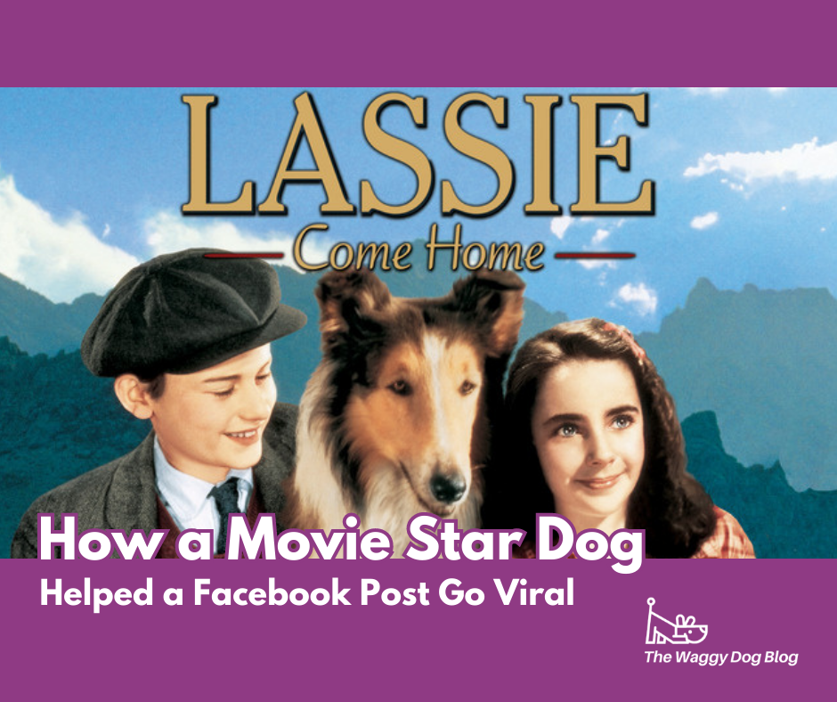 Read more about the article Lassie Come Home – How A Movie Star Dog Helped a Facebook Post Go Viral