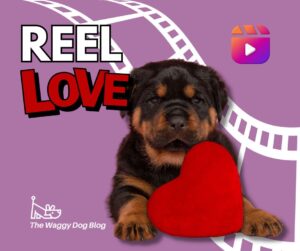 Read more about the article Reel Love