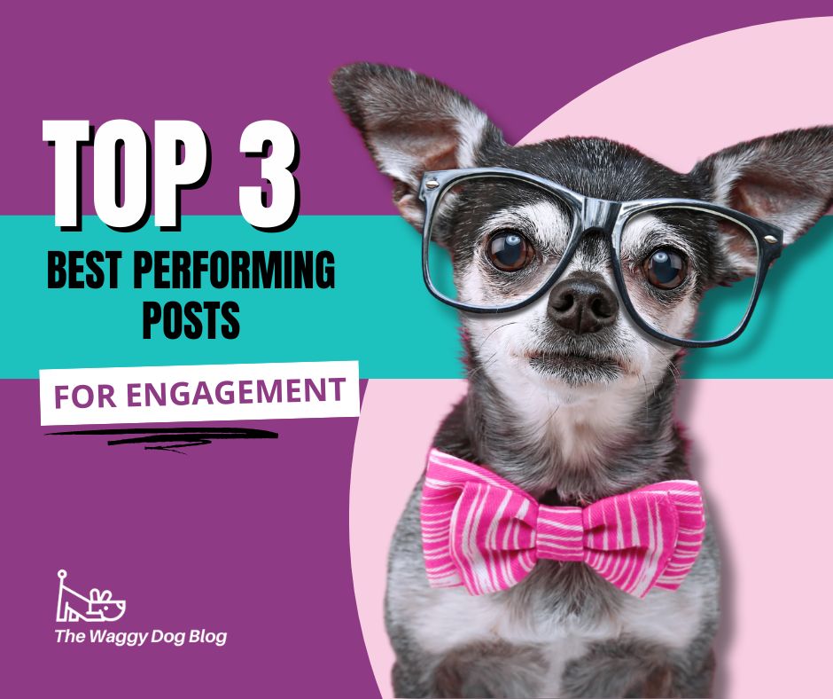 Read more about the article Top 3 Best Performing Pet Posts For Engagement